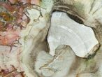 Beautiful Araucaria Petrified Wood Slab - x #6755-2